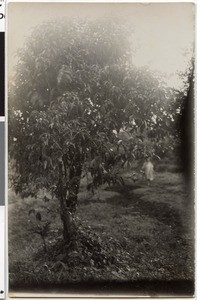 Wild coffee tree in Jajjuu, Ethiopia, 1929-05-15