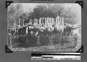 Ostriches, South Africa