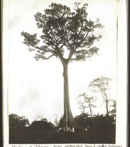 Aburi station. Silk-cotton tree in the English botanical garden