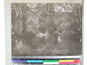 A Malagasy carrying a spear in the forest, Sakeny vallely(?), Madagascar, ca.1908