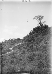 Tree on top of a hill, Tanzania, ca.1893-1920