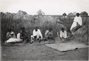 Selection of the rice, in Madagascar