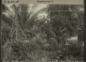 Pahandut: Garten der Miss.station. 1929 (Vorn Ananasstauden, hinten Kokospalmen)