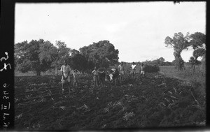 African people ploughing a field, Antioka, Mozambique, ca. 1940-1950