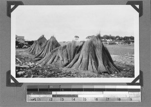 Reed, Elim, South Africa, 1934