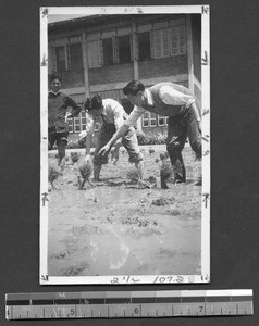 Planting experimental rice at Fukien Christian University, Fuzhou, Fujian, China, ca.1946