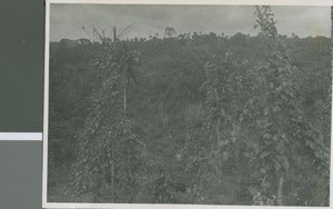 Palm Trees and Yams, Ikot Usen, Nigeria, 1950