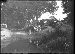 Herd of cattle, Antioka, Mozambique, ca. 1901-1907