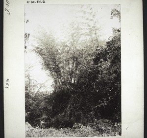 Bamboo thicket in India. Brother Risch