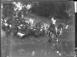 Sheep and donkeys at the watering place, Antioka, Mozambique, ca. 1901-1907