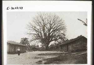 A shade-tree which has lost its leaves - in the courtyard of Chief Kum in Bonaberi