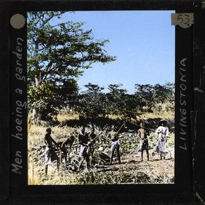 "Men Hoeing a Garden", Livingstonia, Malawi, ca.1910