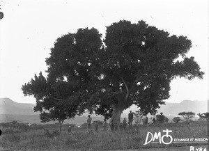 Fig tree, Valdezia, South Africa, ca. 1896-1911