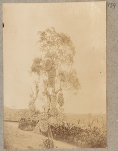 Tree in which bundles of maize are hanging