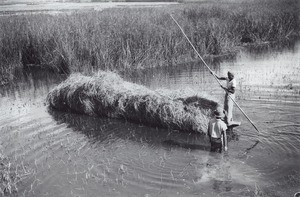 Ricefield at harvest time, in Madagascar