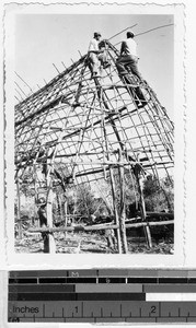 Constructing framework of a palm thatched house in Carrillo Puerto, Quintana Roo, Mexico, March 1946