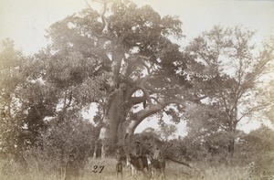 Baobab of Monare, near Seleka's home, in Mangwato, Northern Rhodesia, Zambia