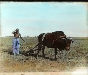 Man plowing a field, China, ca. 1906-1919