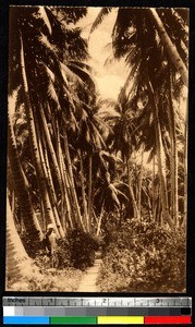 Palm trees and man, India, ca.1920-1940