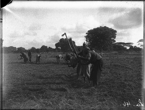 African women ploughing a field, Antioka, Mozambique, ca. 1916-1930