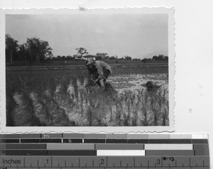 Planting rice at Meixien, China, 1936