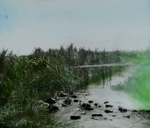 Buffaloes swimming over a river