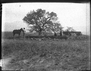 Construction of a house, Valdezia, South Africa, ca. 1901-1907