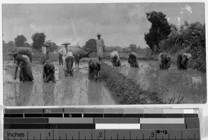 Eight women planting rice, Philippines, ca. 1925