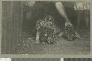 Lion cubs, Rift valley, Kenya, ca.1924