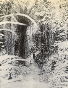 Path in Lambarene, in Gabon