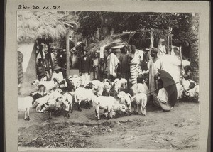 Gold Coast: Market for sheep in Dodowa