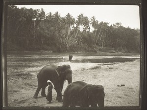 Heilige Elefanten im Mahaweli Ganga bei Kandy