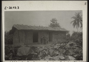 Native hut with a field of Makabo in the foreground