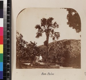 Men standing under fan palm, Queen's Country-house, Mahazoarivo, Madagascar, ca.1865-1885