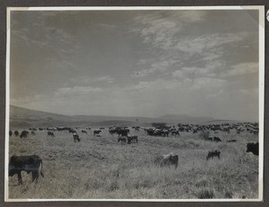 Grazing cattle in steppe landscape, Tanzania, ca.1926-1940