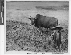 A boy watching a water buffalo at Wuzhou, China, 1949