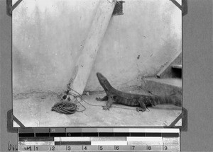 An iguana, East Africa