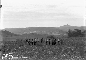 Christians working in a field, Elim, Limpopo, South Africa, ca. 1896-1911