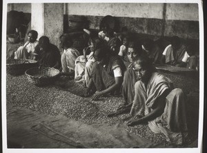 Sorting & cleaning coffee