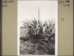 Agave die blühen will