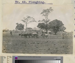 Ploughing, Kikuyu, Kenya, ca.1911