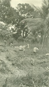 Girls working, in Lambarene, Gabon