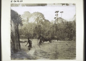 Crossing the Mongo river, with mules, near Kombono (Cameroon)