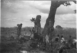 People and baggage around a tree, Tanzania, ca.1893-1920