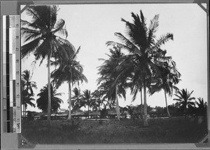 Palm trees at the harbor, Dar es Salaam, Tanzania, ca.1898-1914