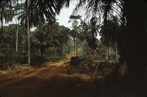 The road to Foumban, Cameroon, 1953-1968