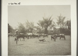 Buffalos and cattle grazing on the public playground in Udipi