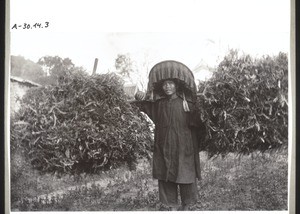 Chinese woman carrying bundles of grass which will be used as fuel