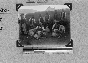 Men shearing sheep, Elim, South Africa