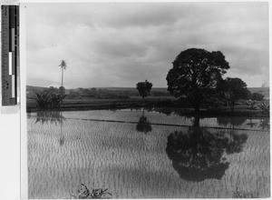 Rice fields, Hawaii, ca. 1920-1940